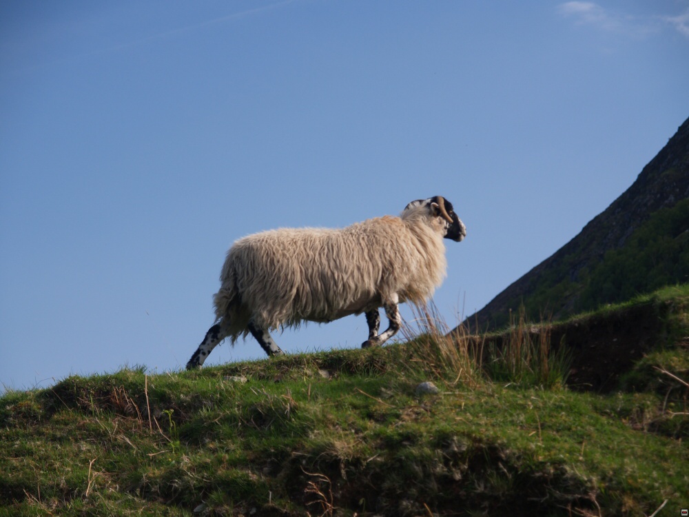 Vyslap na Ben Nevis.jpg